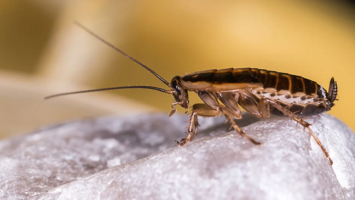 The German cockroach, or Blattella germanica, evolved from an Asian species native to what is now India or Myanmar about 2,100 years ago, a new genomic analysis suggests.  ErikKarits/iStockphoto/Getty Images