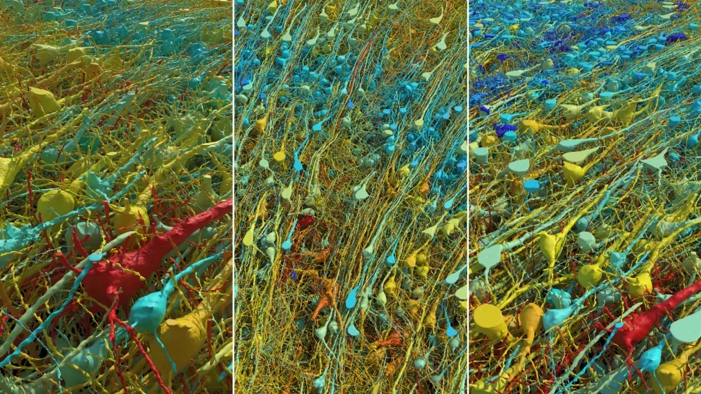 A rendering shows all of the excitatory (pyramidal) neurons in a part of the brain sample, at varying degrees of magnification and tilt. They are colored by size; the cell body (central core) of the cells ranges from 15 to 30 micrometers across.  D. Berger/Harvard University