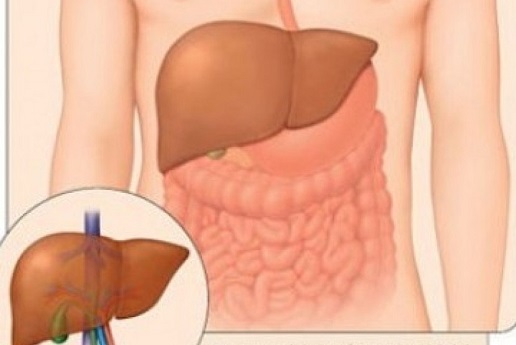 Organ hati (Ilustrasi). Dokter dan tim bedah di Rumah Sakit dr. Cipto Mangunkusumo (RSCM) berhasil melakukan operasi bedah organ hati untuk mengangkat kista menggunakan teknologi robotik.