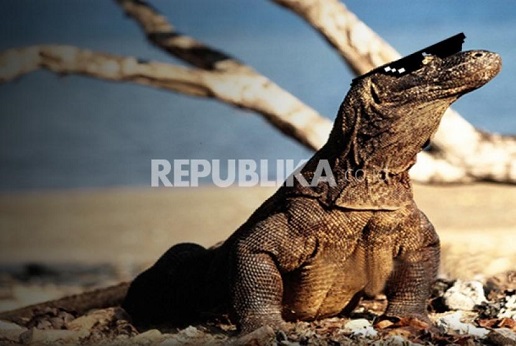 Komodo di Taman Nasional Komodo. Menparekraf Sandiaha Uno yakin penutupan TN Komodo tak akan memengaruhi junlah wisman.