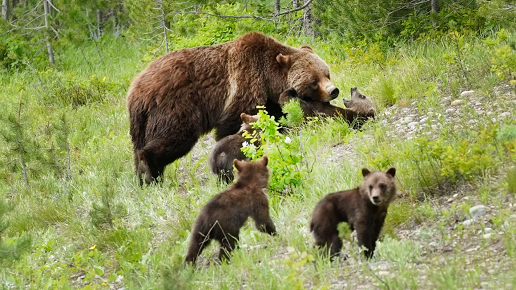 Grizzly No. 399 seen walking with her four cubs along the main highway near Signal Mountain on June 15, 2020, outside Jackson, Wyoming.  George Frey/Getty Images