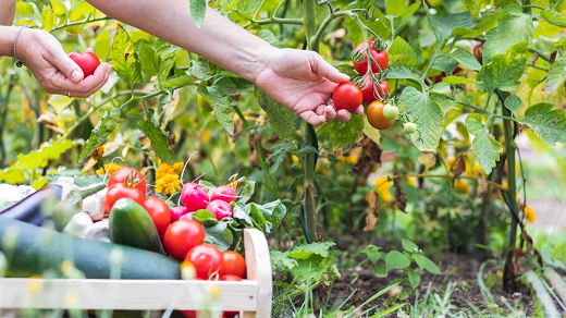 How to start a vegetable garden as a beginner, according to experts