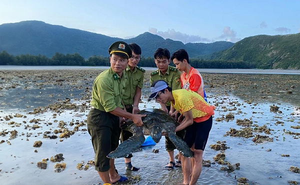 雙語新聞--跑步選手在昆島罕見地救出擱淺的綠蠵龜 Vận động viên chạy bộ giải cứu rùa xanh mắc cạn hy hữu ở Côn Đảo