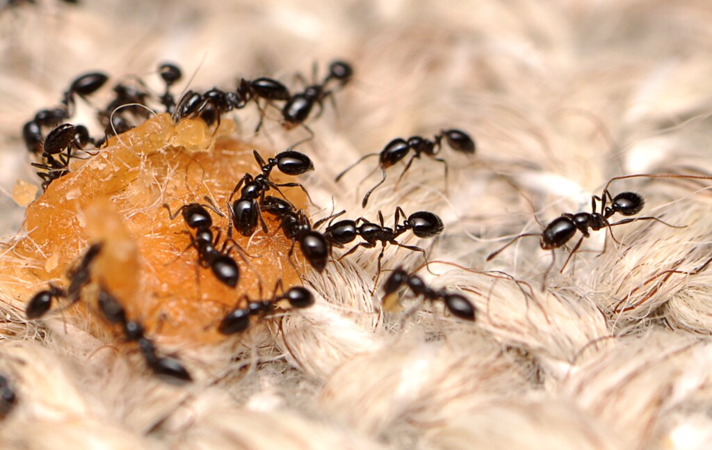 TPHCM: Hàng trăm người biến dạng da vào viện cầu cứu vì dịch độc của kiến