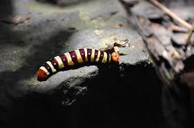 Ulat bulu merupakan salah satu jenis larva serangga yang mungkin paling dihindari untuk disentuh. Melansir dari laman hellosehat.com, bulu halus pada ulat bulu berperan sebagai pelindung bagi hewan tersebut. Pada bebera jenis ulat,／ Flickr