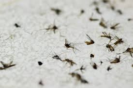 Chỉ số côn trùng cao vượt ngưỡng, Hà Nội cảnh báo dịch sốt xuất huyết