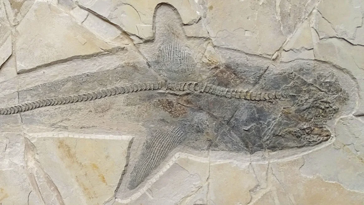 A fossil revealing the complete side view of the ancient shark Ptychodus, with almost all skeletal elements, was uncovered in Mexico. Courtesy Dr. Jürgen Kriwet