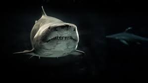 雙語新聞--鯊魚為什麼攻擊人類？Vì sao cá mập tấn công con người?