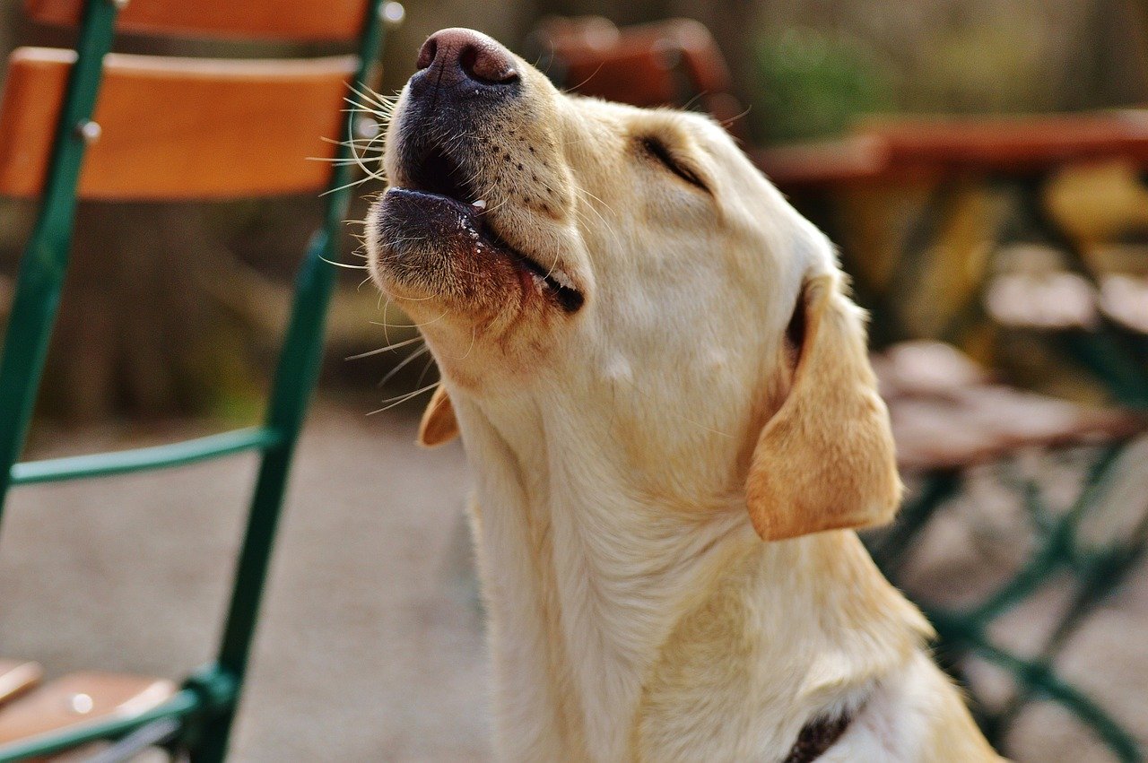 加快新冠肺炎檢測流程　泰國訓練犬隻找出確診者