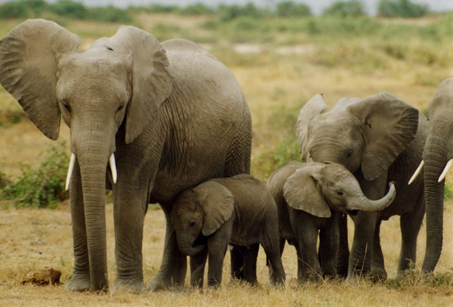 大象。(照片來源：WildAid)
