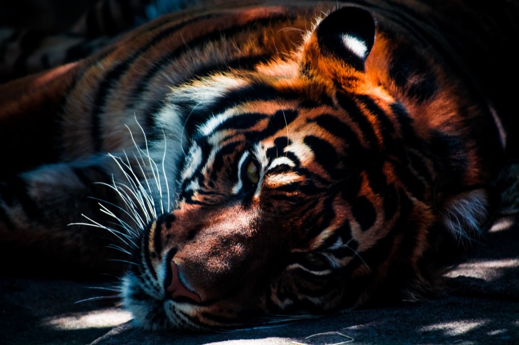 孟加拉虎(Panthera tigris tigris). (照片來源：pixabay)