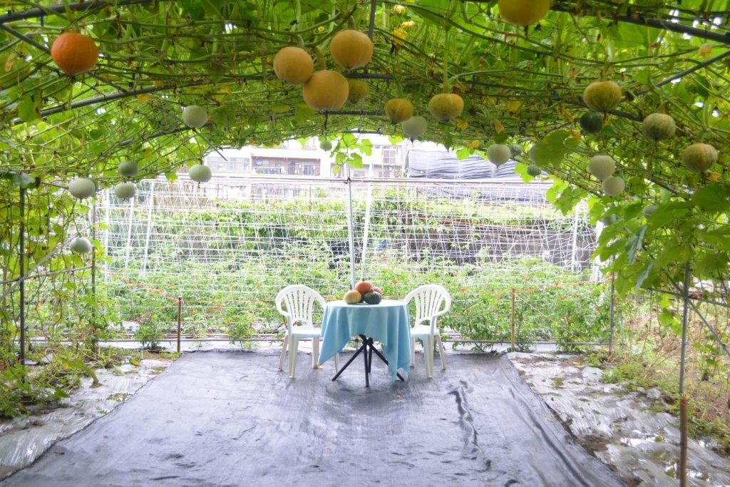 Tamsui pumpkin tunnel activity is open for public (source: New Taipei Agriculture Bureau)