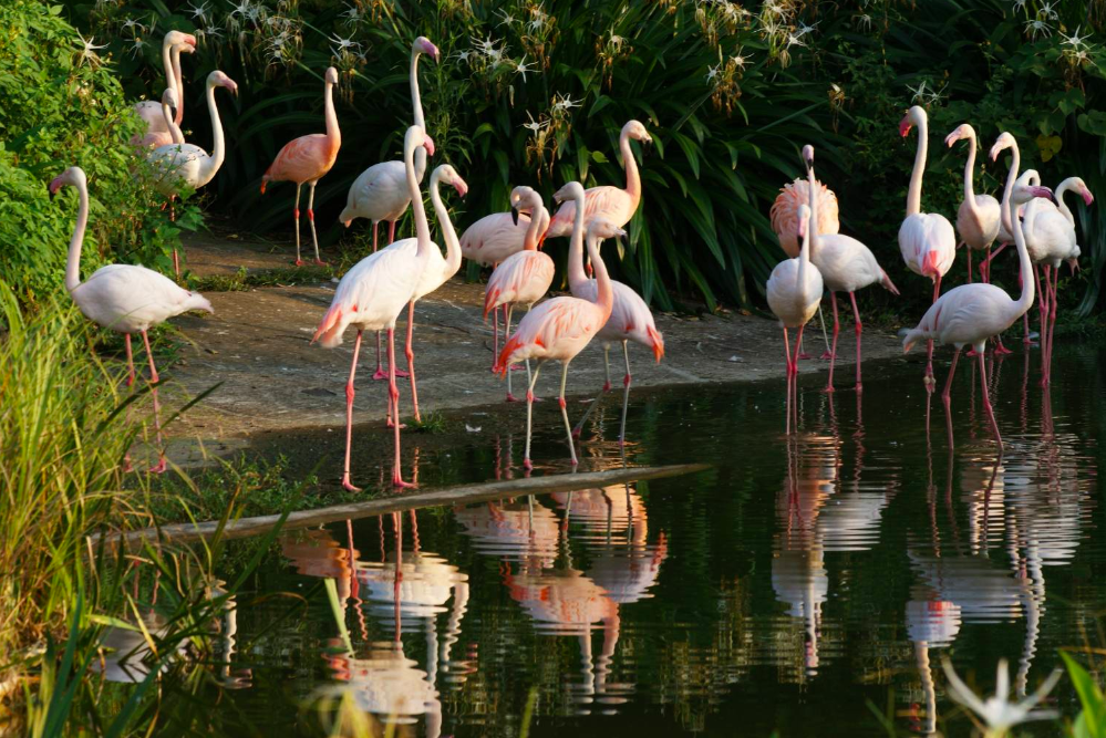 Taipei Zoo's Flamingos Ecological Area. Photos from Professor Xia Xueli