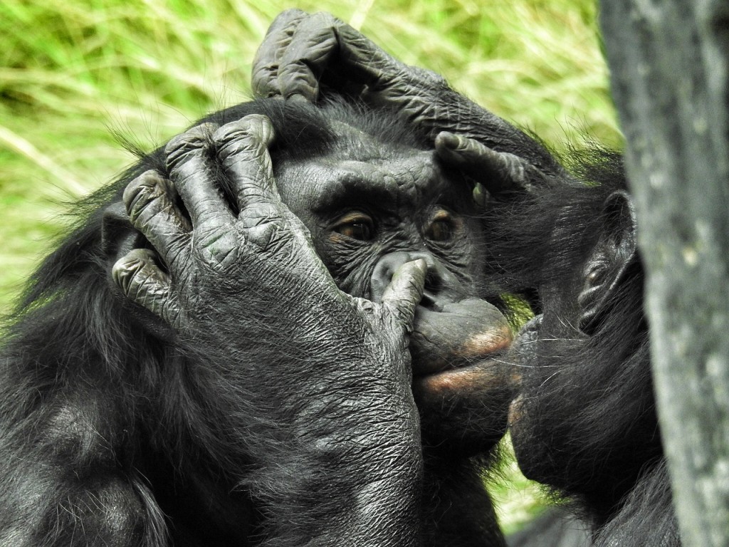 倭黑猩猩。(照片來源：pixabay)