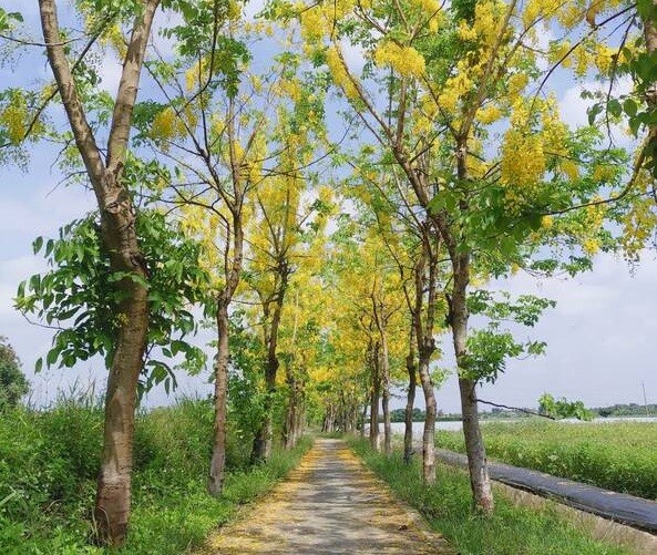 (Golden flowers along Lian Xiang Bikeway. (All Taiwan Tourism Bureau photos))