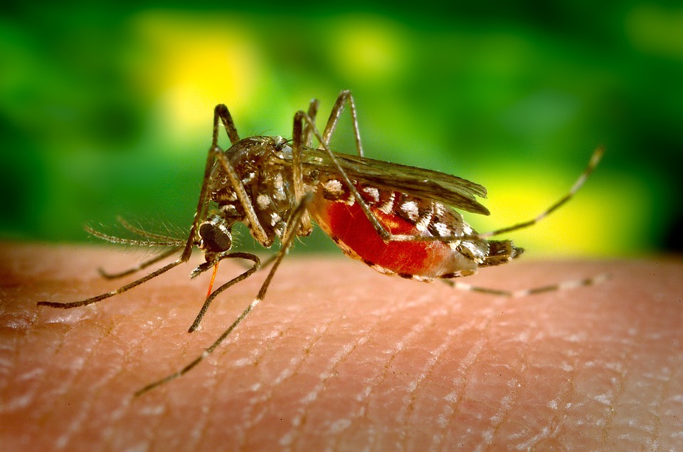 Kaohsiung City found six new cases of local dengue fever (Source pixabay)