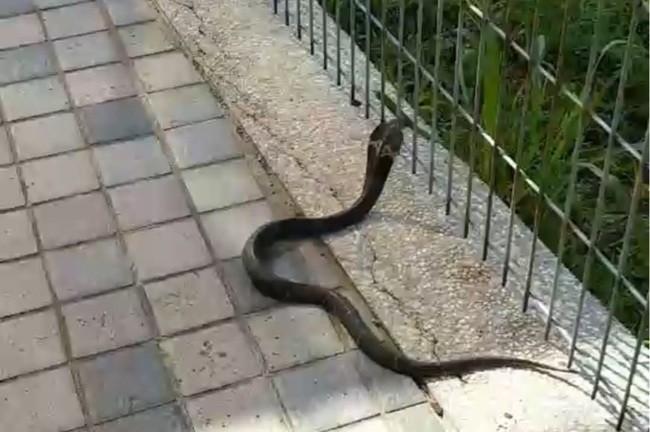 (Cobra in Taipei's Dahu Park. (PTT photo))