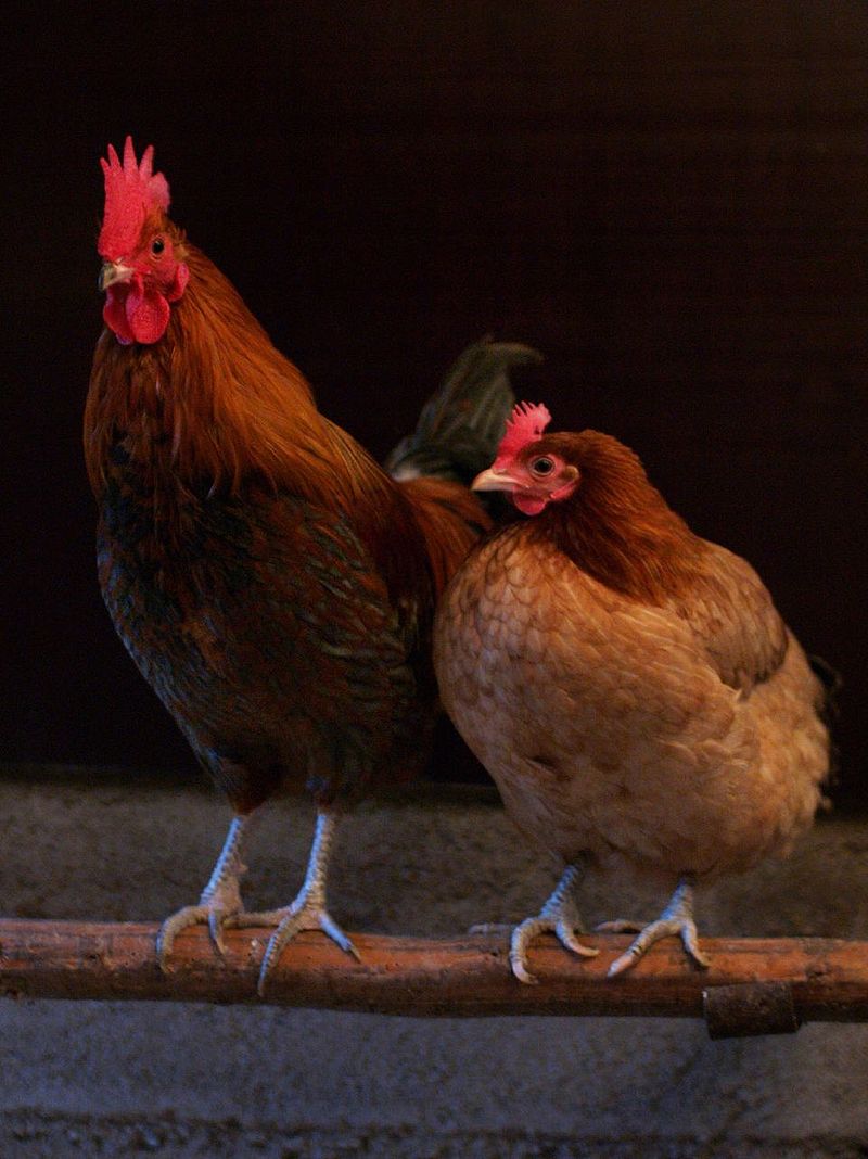 (A cock and a hen roosting together. by Andrei Niemimäki from Turku, Finland - Friends)