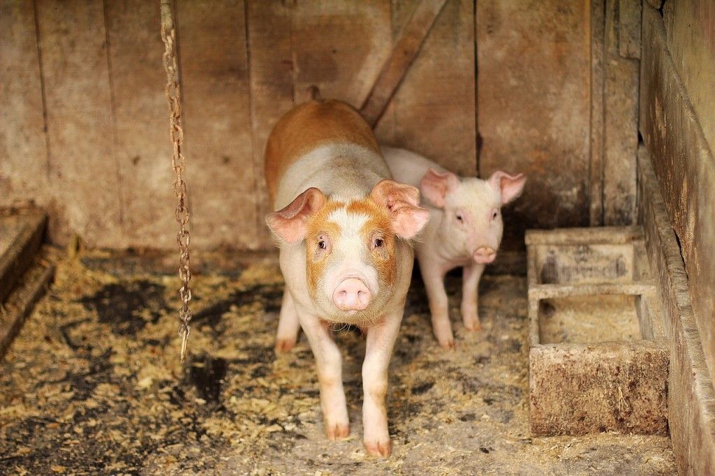 African swine fever breaks out in Lao,  travelers from both Taiwan and Laos that do not violate the regulations to bring pork products into Taiwan (Source pixabay)