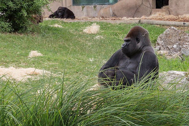 法國動物園含獸醫等五人將陪同兩隻黑猩猩回到加彭，並採階段性的野放方式讓二隻黑猩猩重回大自然。(照片來源：維基百科 / CC BY-SA 4.0)