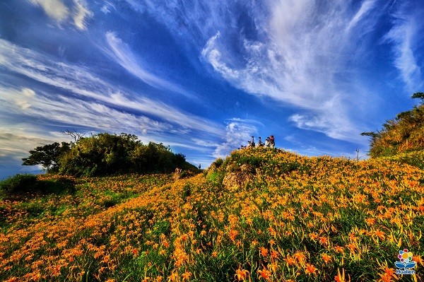 Blooming daylily flowers on Lioushihdan Mountain, Fuli Township, Hualien County. (Hualien Tourism Department photo)