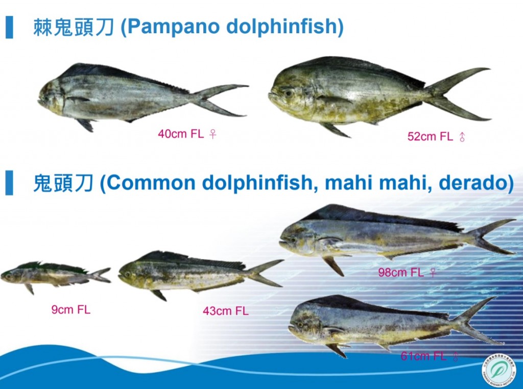 近兩年來日本沿近海鬼頭刀漁獲量突然增加，引起漁政與研究單位對於鬼頭刀族群動態的關切。(照片來源：圖片截取自水試所簡報檔)