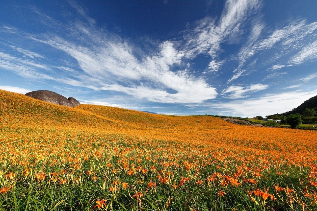 The vegetal sea of hemerocallis citrina in Hualian is also called the Swiss. 