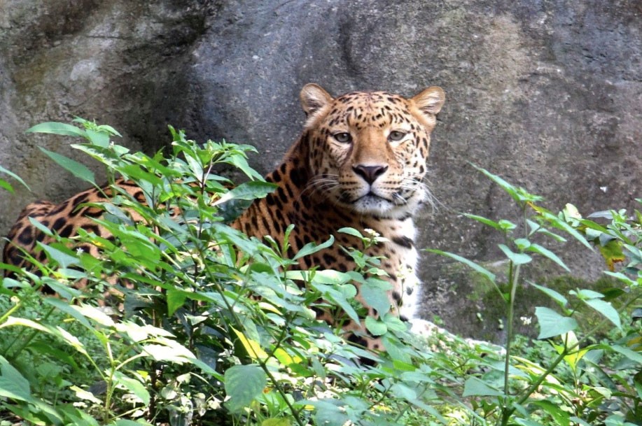 台北市動物園暑假特別延長時間開放