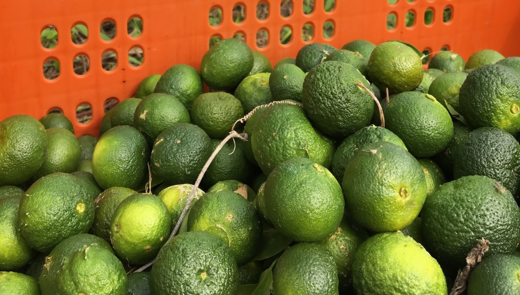 Taiwan tangerine peels can be use for improving animal health (Source Livestock Research Institute)