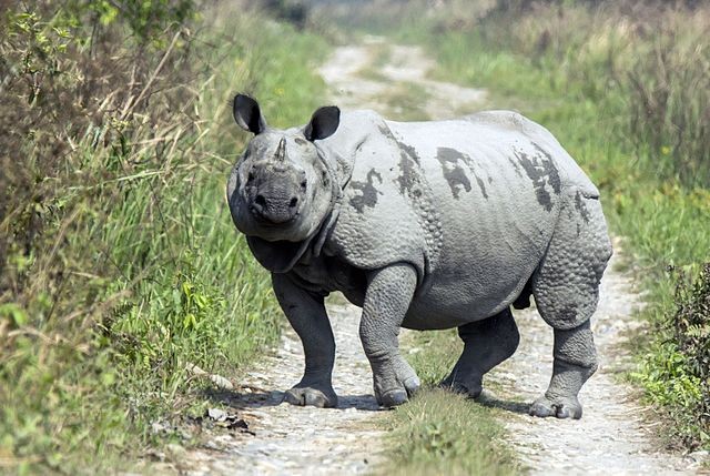 印度犀牛(Rhinoceros unicornis / CC BY-SA 4.0) (照片來源：維基百科)