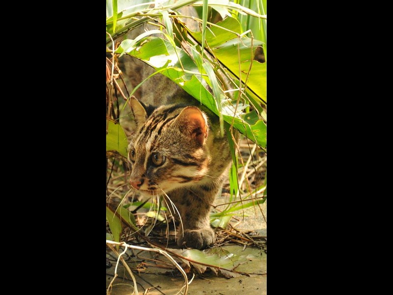 Đài Loan tích cực bảo tồn mèo báo