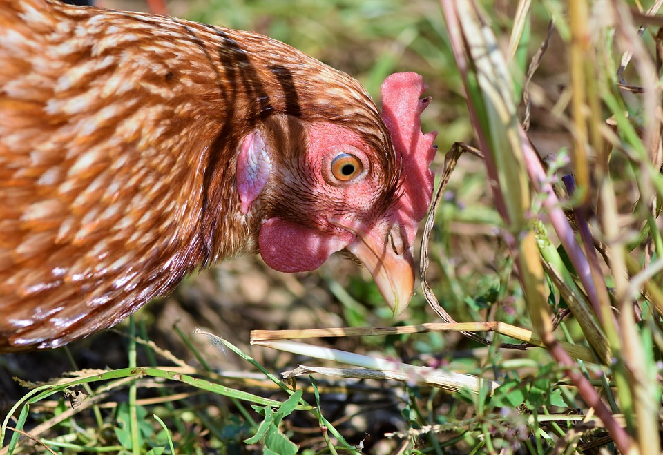 ไทยส่งออกไก่  5 เดือนทะลุ 3.9 แสนตัน เพิ่มขึ้น 15 % เทียบกับช่วงเดียวกันของปีที่แล้ว ภาพจาก (pixabay)