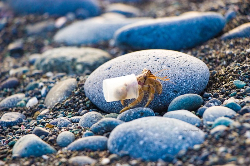 The island’s hermit crabs are finding it difficult to find a home(Ke Fa-shou (柯發壽)'s Facebook photo)