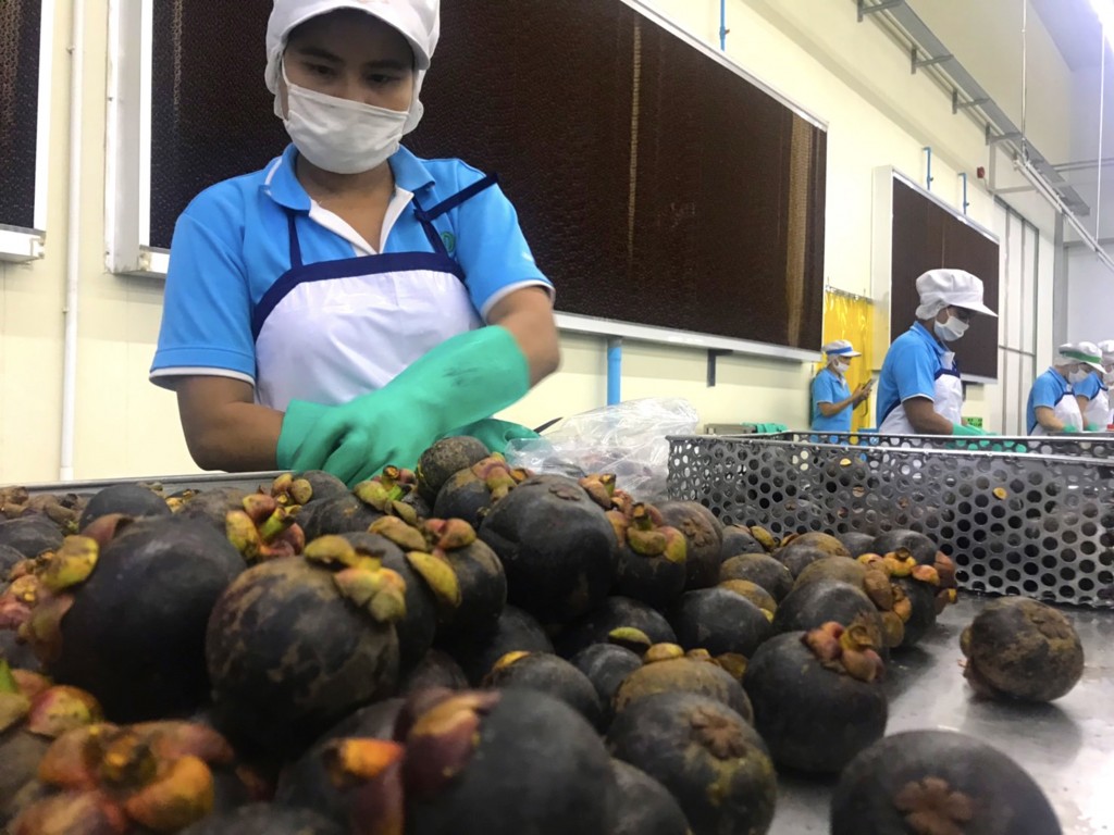 Working sorting through Mangosteens at plant in Thailand. (CNA photo)