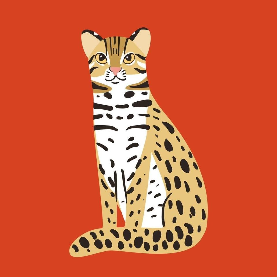 (Leopard cat illustration by Molodtsova)