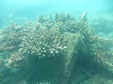 Hình ảnh san hô được chụp lại từ Youtube
