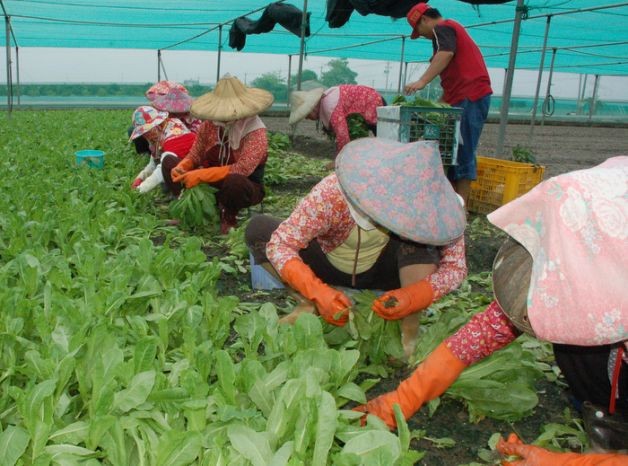 Yunlin followed by Pingtung and Changhua in highest value agricultural yields in 2018