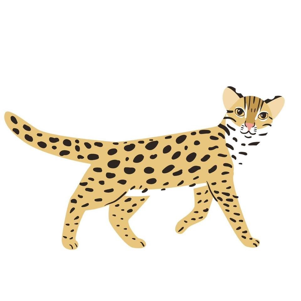 (Leopard cat illustration by Molodtsova)