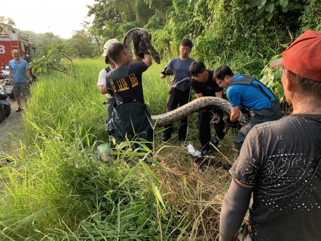 Firefighters capturing python. (Kaohsiung Fire Bureau photo)