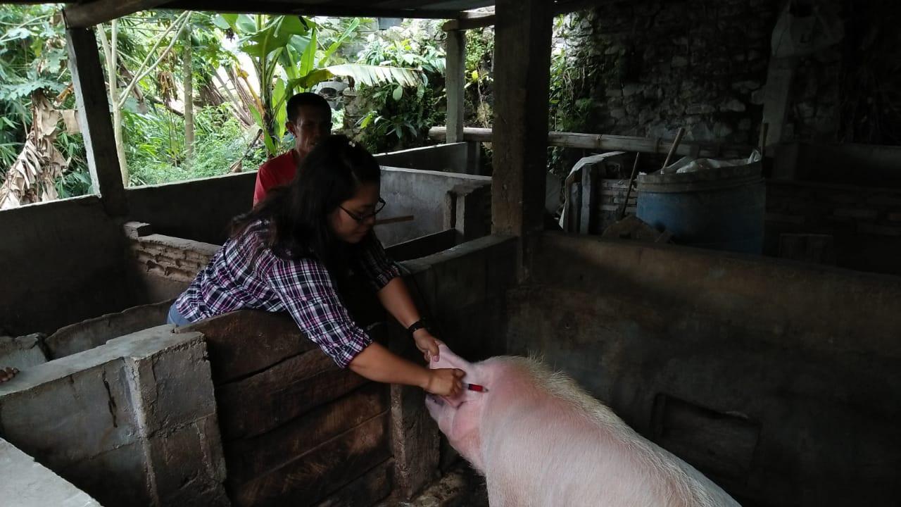 Ternak di Tapanuli Utara Terkena Hog Cholera (foto dari :BeritaLiputanEnam)