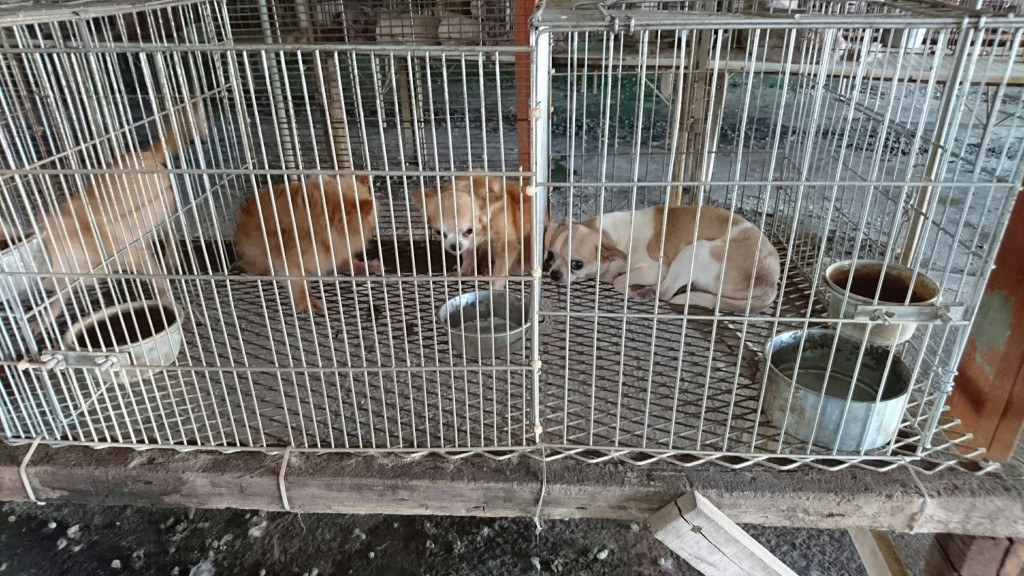 A raid on an illegal breeding farm in Yunlin County turned up more than 200 cats and dogs (photo by Cheng An-kuo). (By CNA photo)