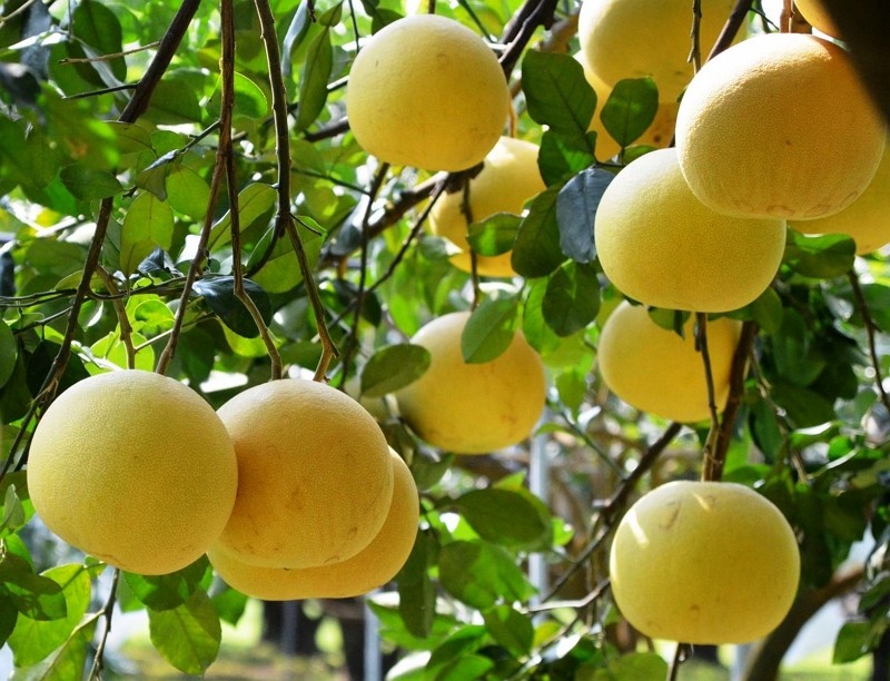 Peiyus taste similar to pomelos but are more succulent(Tainan District Agricultural Research Extension Station photo)