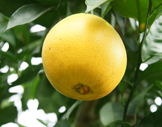 臍橙(Citrus sinensis Osbeck.)，原產地在巴西，是甜橙枝條變異所選育出來的品種。(照片由農委會台東區農業改良場提供)