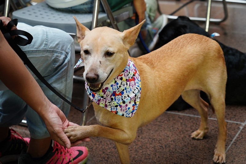 Pets adopted at Taipei Animal Shelter this year will be eligible