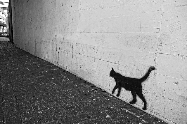Cat graffiti (Pixabay photo)