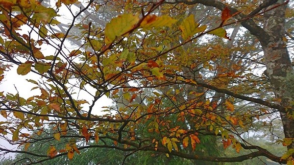 Rừng lá sồi chuyển vàng nổi tiếng tại núi Thái Bình Sơn