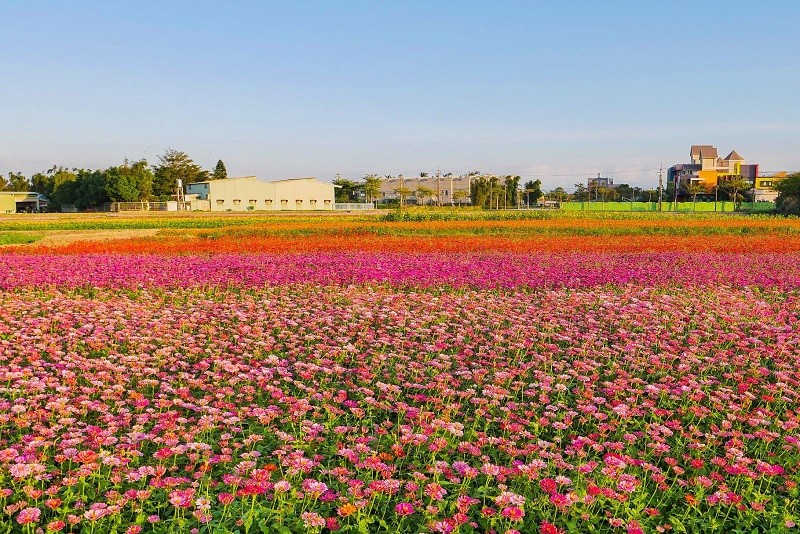 Mayor says Daxi area has great potential for developing agritourism(Taoyuan City Government photo)