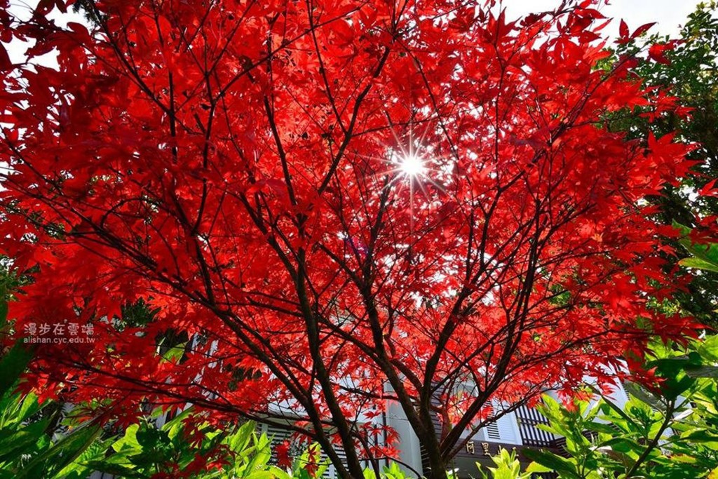 Red maple leaves on Alishan. (CNA photo)