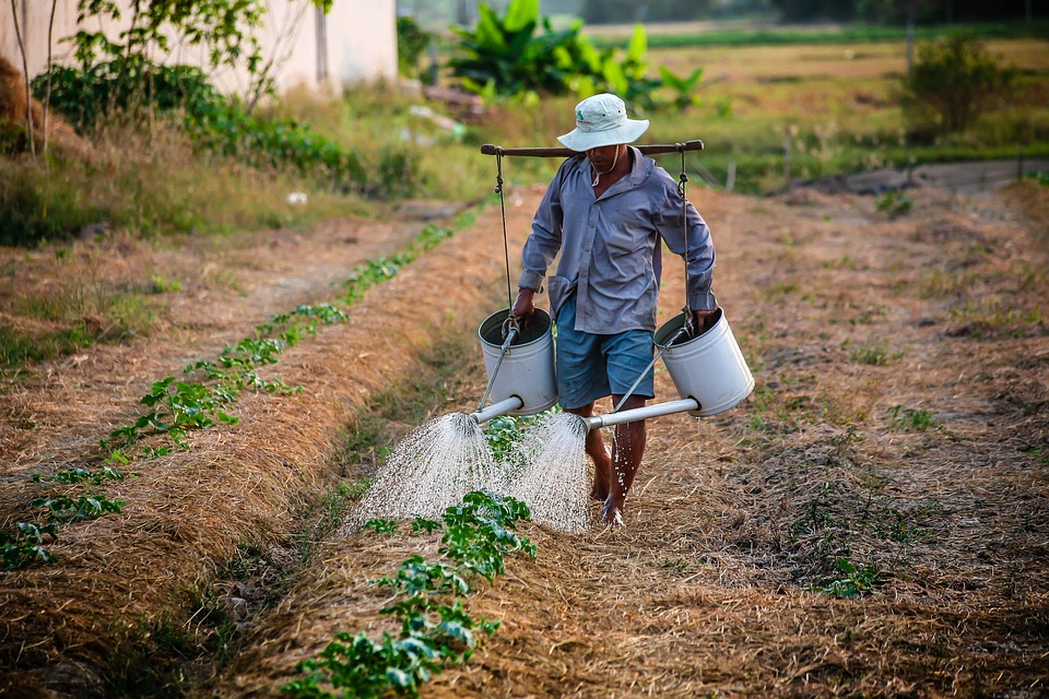 กระทรวงเกษตรฯของไทยส่งเสริมให้เกษตรกรผลิตปุ๋ยอินทรีย์ใช้เอง ลดต้นทุนการผลิตและลดการใช้ปุ๋ยเคมี (ภาพจาก pixabay)