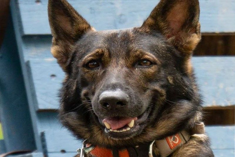 This undated photo shows Metro Manila Development Authority K9 Corps' rescue dog named “Farah” who passed away on Nov. 12, 2019.